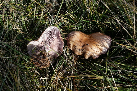 lepista nuda scolorita